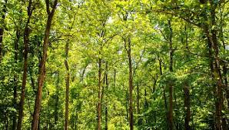 forest