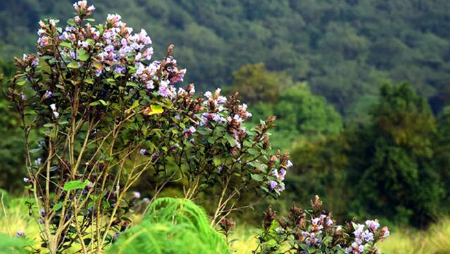 Neelakurinji (Strobilanthes kunthiana) Listed as Vulnerable on IUCN Red List