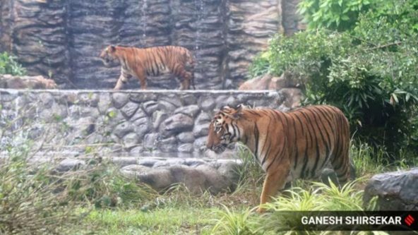 India Welcomes Its 57th Tiger Reserve: Ratapani Tiger Reserve in Madhya Pradesh