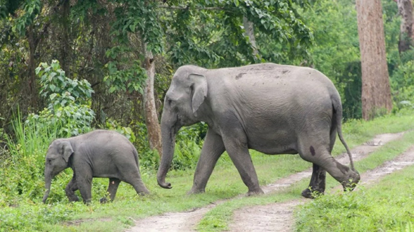 Assam’s Elephant Population Sees 7-Year Rise