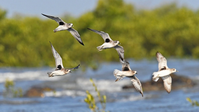 India’s first coastal and wader bird census in Jamnagar, Gujarat