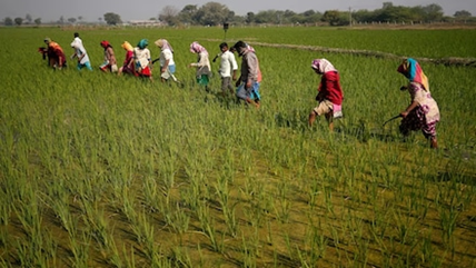 Government extends Agriculture Crop insurance scheme till 2025-26